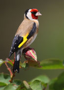 European Goldfinch, Werribee Rose Garden