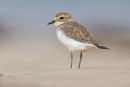 Double-banded Plover, Barwon Head