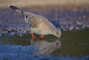 Crested Pigeon, Werribee