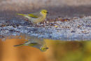 White plumed Honeyeater, Werribee
