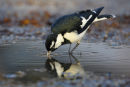 Magpie Lark, Werribee