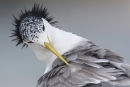 Crested Tern, Barwon Heads