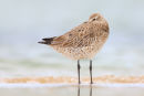 Bar-tailed Godwit, Barwon Heads