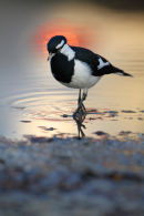 Magpie Lark, Werribee
