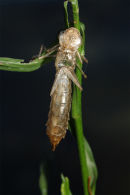 Dragonfly casing, Newport Lakes
