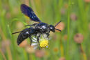Black Flower Wasp, Newport Lakes
