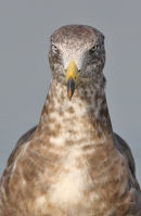 Pacific Gull, Altona Beach