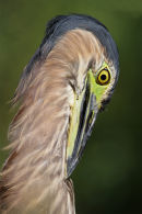 Nankeen Night Heron, Newport Lakes