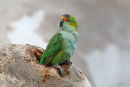 Purple-crowned Lorikeet, Werribee
