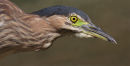 Nankeen Night Heron, Newport Lakes