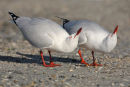 Silver Gulls, Altona Beach