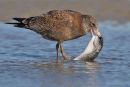Pacific Gull eating Starry Toadfish, Altona Beach