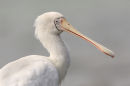 Yellow billed Spoonbill, Werribee