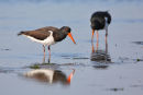 Pied Oystercatchers, Altona Beach