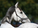 Werribee Equestrian  Centre