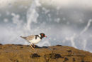 Hooded Plover, Point Roadknight