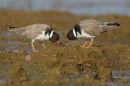 Hooded Plovers, Point Roadknight