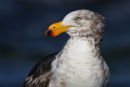 Pacific Gull, Williamstown