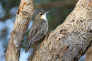 White throated Treecreeper, You Yangs Regional Park