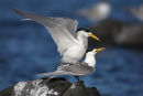 Crested Terns, Williamstown