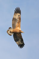 White bellied Sea Eagle, Werribee