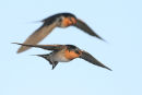 Welcome Swallow, Werribee