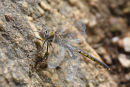 Tau Emerald Dragonfly, You Yangs Regional Park