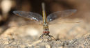 Tau Emerald Dragonfly, You Yangs Regional Park
