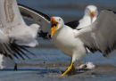 Pacific Gull, Altona