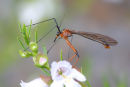 Scorpion Fly, You Yangs Regional Park