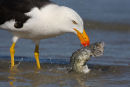 Pacific Gull with Black Bream, Altona