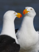 Pacific Gulls, Altona