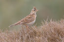 Skylark, Point Kirk