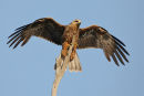 Black Kite, Werribee