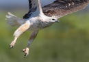 White-bellied Sea Eagle, Werribee