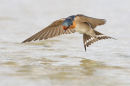 Welcome Swallow, Point Wilson