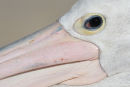 Australian Pelican up close, Lakes Entrance