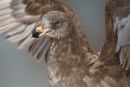 Young Pacific Gull, Lakes Entrance