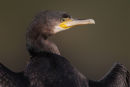 Great Cormorant, Lakes Entrance