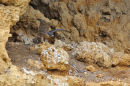 Young Peregrine Falcon, Swan Reach