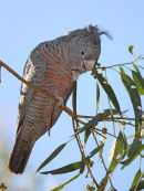 Gang Gang Cockatoo, Rosanna