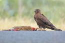 Black Falcon, Point Wilson