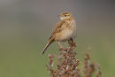 Australian Pipit, Werribee