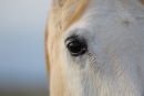 "Boy" in close up
