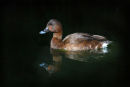 Hardhead, Newport Lakes