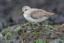 Red necked Stint, Werribee