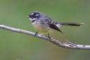 Grey Fantail, Werribee