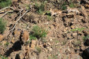 Feral Goats, Lerdergerg Gorge