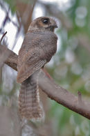 Australian Owlet Nightjar, You Yangs Regional Park