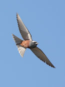 White browed Woodswallow, Little River
